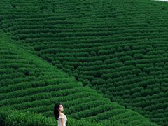 -帐篷客·溪龙茶谷度假酒店