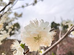 -苏州上方山国家森林公园