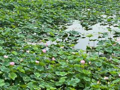 -荷塘月色湿地公园·向阳花洲