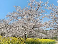 -苏州上方山国家森林公园