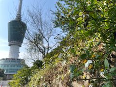 -梧桐山风景名胜区