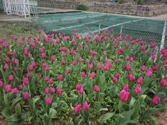 -洛阳郁金香牡丹园