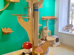 -柚子猫舍·精品猫舍购猫·猫咪认养·购宠·宠物店