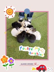 -萌宠亲子动物乐园(槐房万达店)