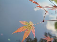 -秋霞圃