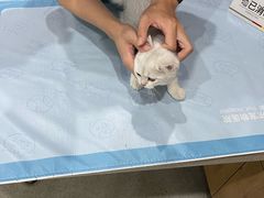 -艾贝尔宠物医院·24H转诊中心·肿瘤猫专科(江宁双龙店)
