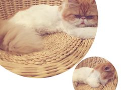 -Cappucimeow猫咪咖啡馆(韦伯时代店)