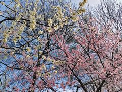 -桃花堤公园