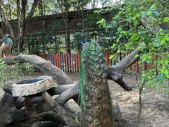 -广州长隆飞鸟乐园