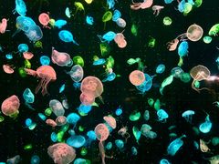 -珠海长隆海洋王国