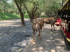 -北京野生动物园