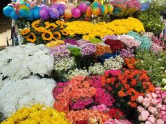 -曲阳花鸟市场(曲阳路店)