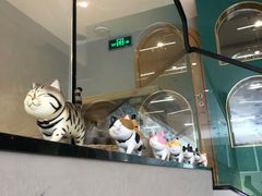 -飞行喵MR PILOT|猫舍·猫咖(静安大融城店)