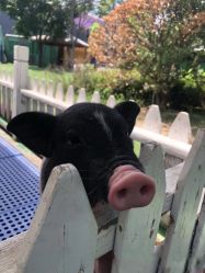 -萌宠亲子动物乐园(槐房万达店)