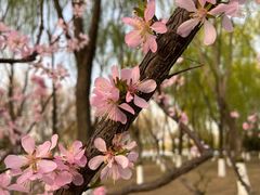 -大兴滨河森林公园