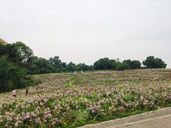 -保利石象湖景区