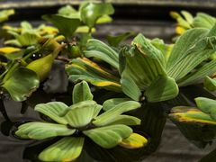 -813芭依珊 BAESAn(皇冠十畝地店)