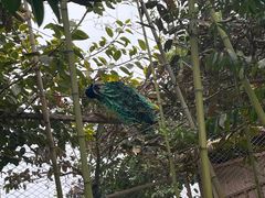 -森波拉奇妙世界