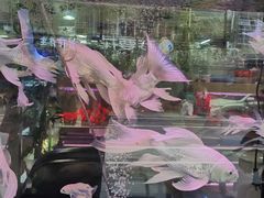-溪岸路花鸟市场