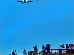 -空港花田景区