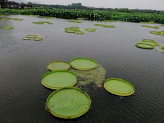 -荷塘月色湿地公园·向阳花洲