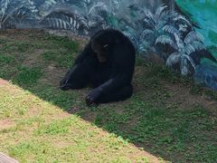 -西霞口神雕山野生动物世界