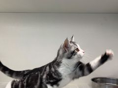 -lincat·猫舍(广州店)