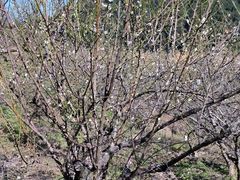 -广州市流溪河国家森林公园