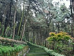 -铁山坪森林公园