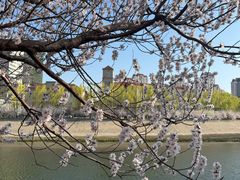 -桃花堤公园