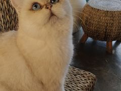 -喵屿·大理花园猫咖