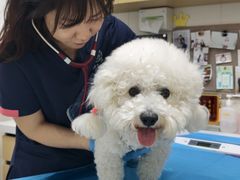 -美联众合动物医院·24h京西诊疗中心