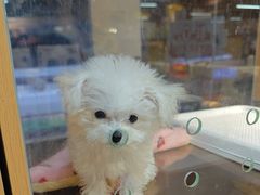 -FAELING PETS美天灵宠物(富力广场店)
