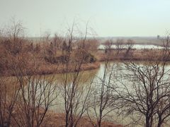-盐城丹顶鹤湿地生态旅游区