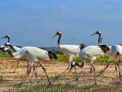 -盐城丹顶鹤湿地生态旅游区