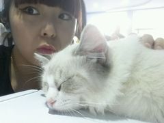 -喵的天空名猫咖啡馆·撸猫·猫舍·用品