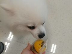 -帕帕拉兹宠物(亚洲旗舰店)