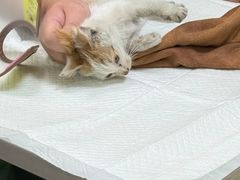 -瑞鹏宠物医院·宠保定点·心脏科·内科(御桥分院)