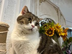 -共舞时光猫咖·狗咖(新街口店)