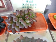 -马陆小张葡萄园农家乐