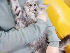 -十年猫舍·猫咪专门店(普陀店)
