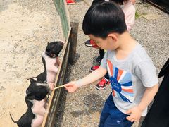 -前小桔亲子创意农场·草莓采摘·露营烧烤