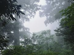 -天目山大树王景区