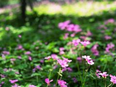 -新虹桥中心花园