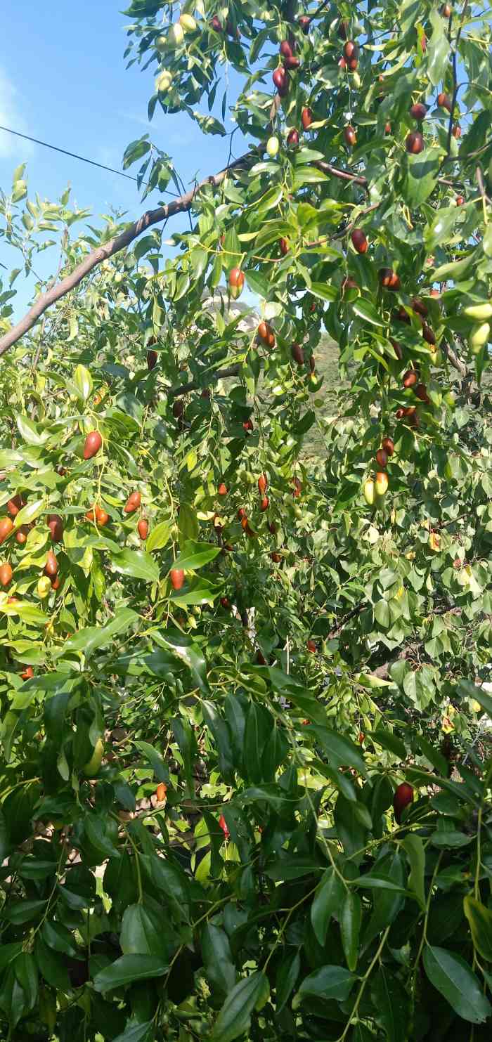 红烧肉刀削面(金枫儒苑店)-"又便宜又好吃量又足!