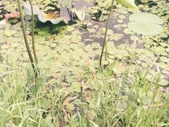 iphone_upload_pic-新江湾城公园