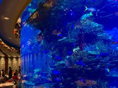 -迪拜帆船酒店海底餐厅