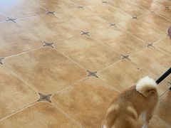-Let's go狗咖·猫咖·奶狗·桌游(春熙路IFS店)