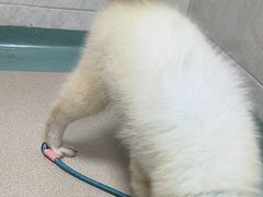 -动物缘宠物医院·骨科·猫科(西二环店)