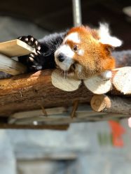 -Zoolung Zoolung动物主题公园(海信广场店)